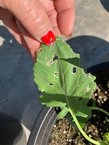 Is this a leaf miner or cabbage worm