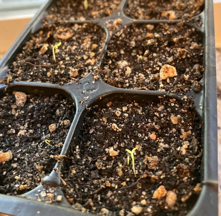 Sprouting in winter for Spring Planting