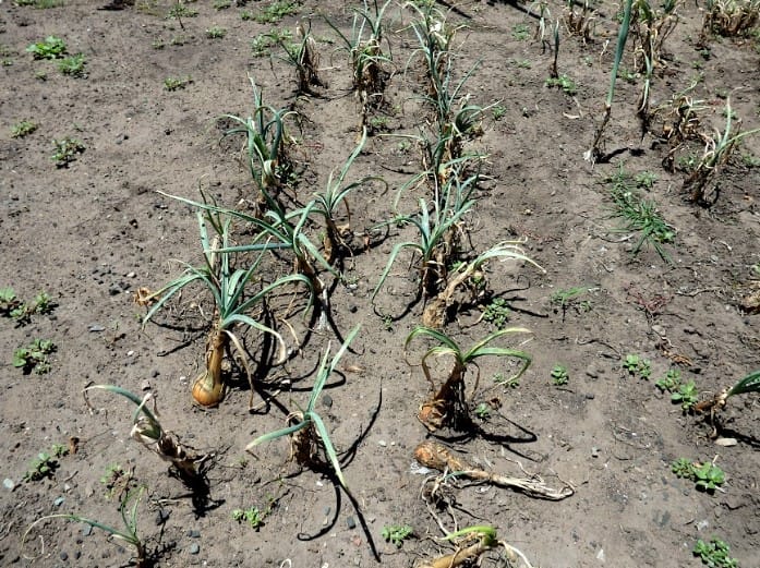Agriculture Affected By Drought