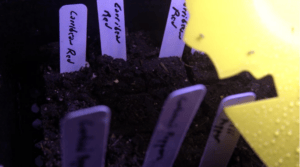 Labeling Plants