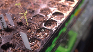 Hexagonal Seed Tray