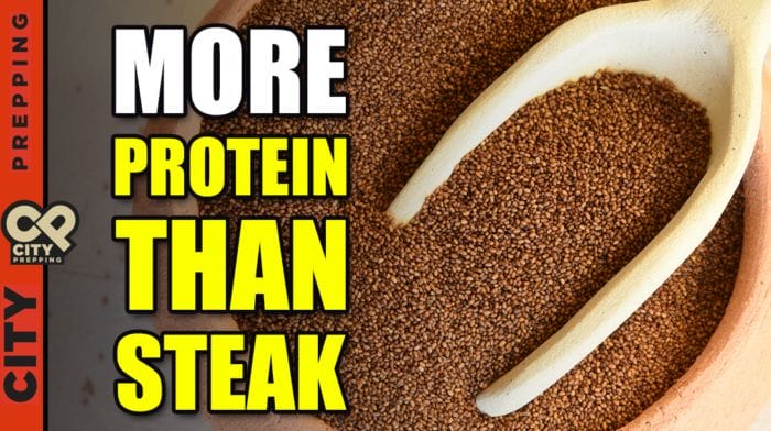 Thumbnail image of More Protein Than Steak