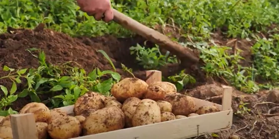 Fresh Harvest Potatoes