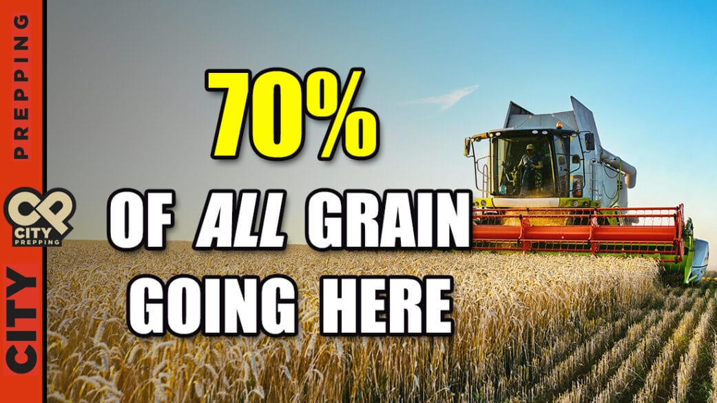 70 Percent Of All Grain Going Here