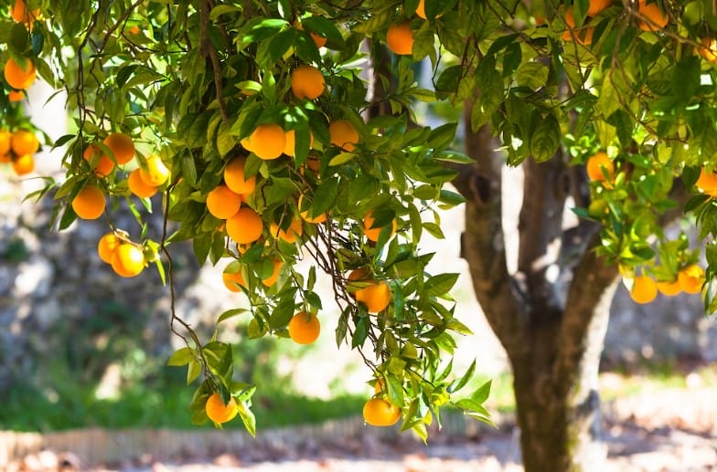Orange Tree Fruits