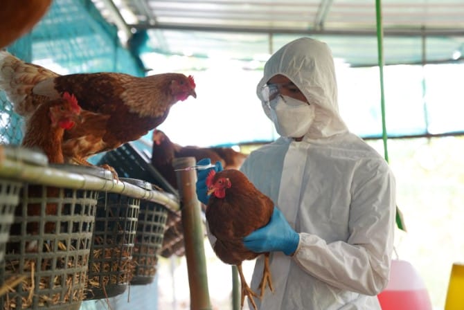 Chicken Tested For H5N1