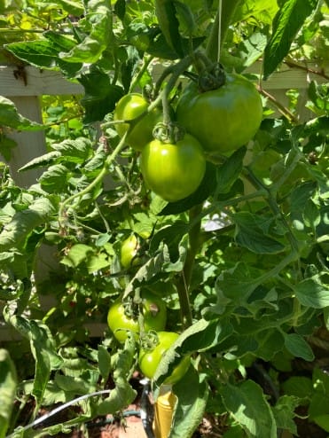 Green Tomatoes