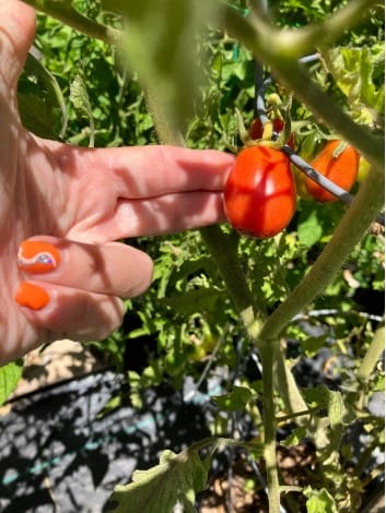 and some are only two fingers long: Ugh. This seems like a lot of work for such small tomatoes. Had I known, I would have grown a different variety. 