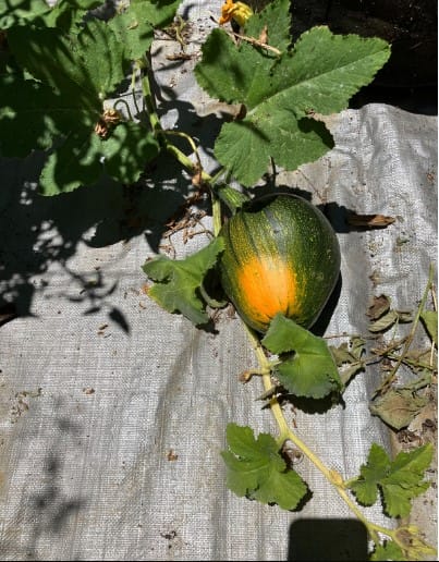 Orangey Pumpkin