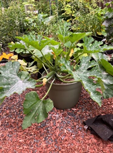 Squash Plant