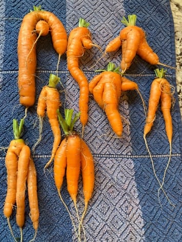Ugly Carrots