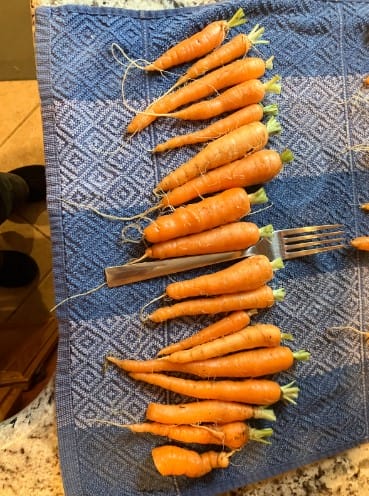 Not Good Carrots