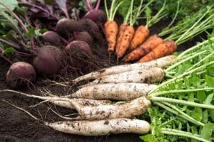 Radish and Carrots
