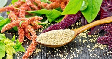 Amaranth - The prepper's grain to save the planet, complete protein source.