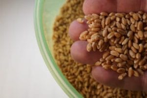 Wheat crop failures - grains to save the world