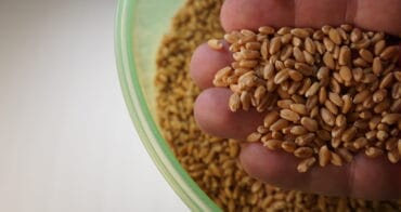 Wheat crop failures - grains to save the world