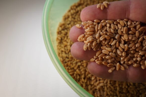 Thumbnail image of Wheat1