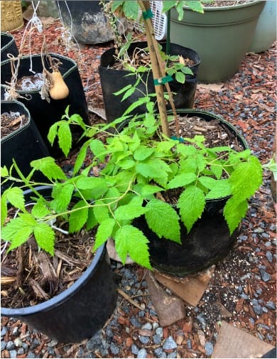 Raspberry Plants