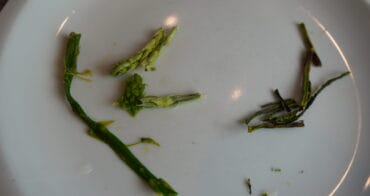 Freeze-dried versus dehydrated asparagus spears comparison