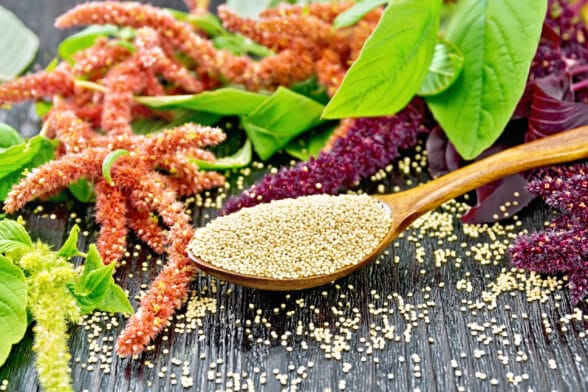 Growing and processing Amaranth