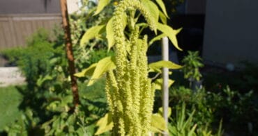 Amaranth the unknown well-known superfood