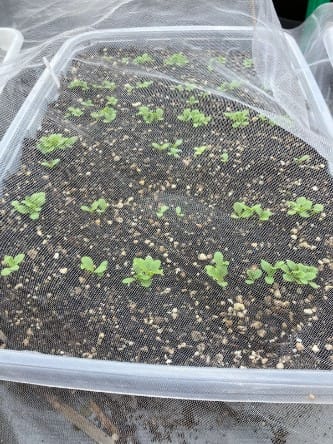 Carrots Plants Sprouting