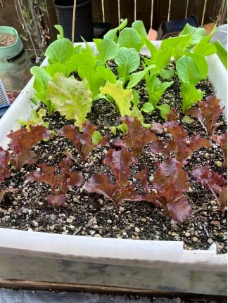 Sprouting Lettuce