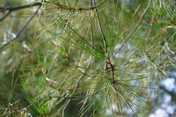 Pine needle coniferous water filtration