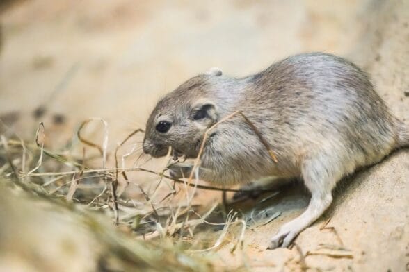 Thumbnail image of rat2